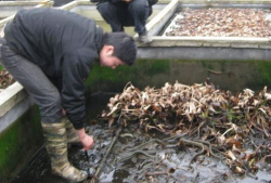 黄鳝养殖技术视频,从入门到精通的养殖秘诀